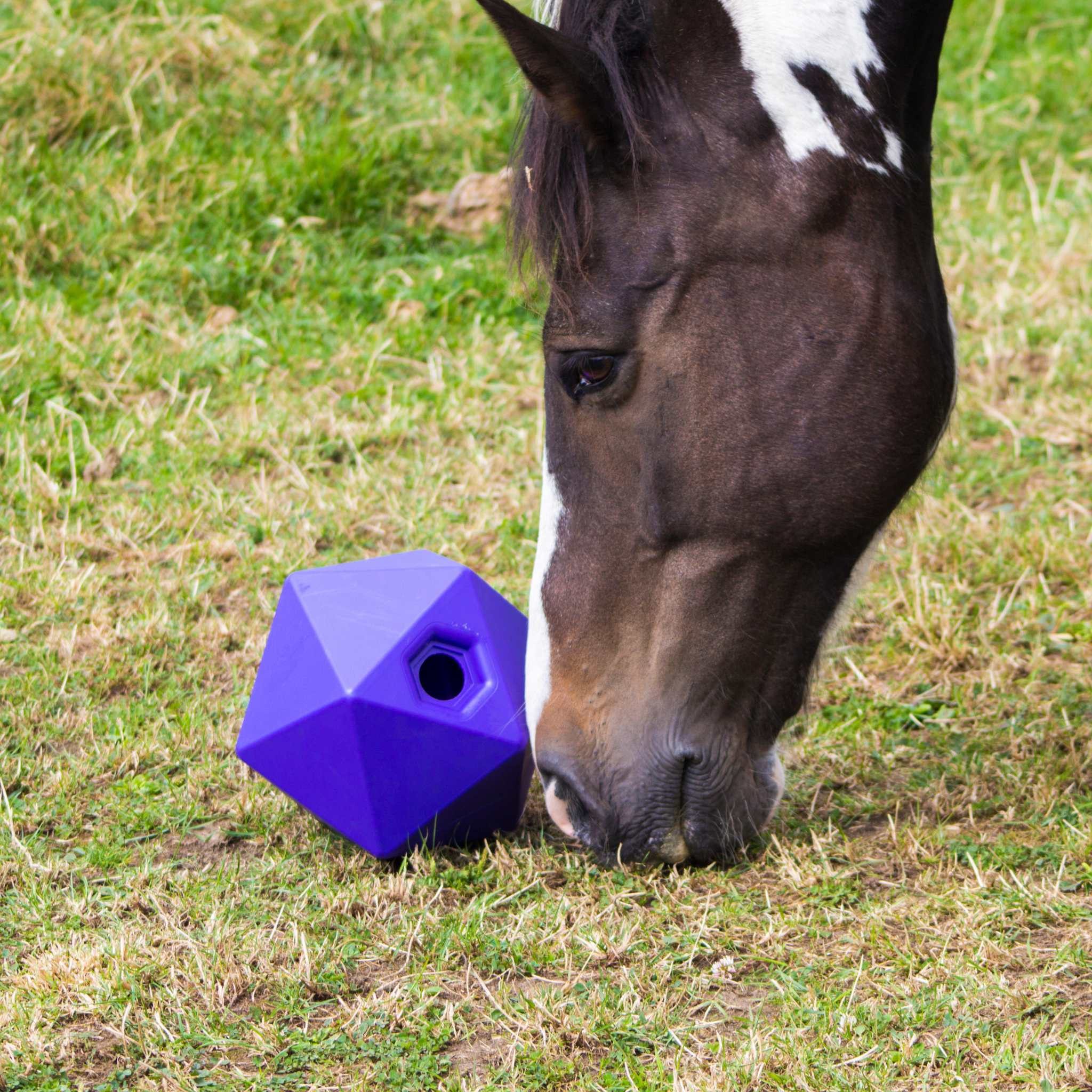 Equine accessories shop