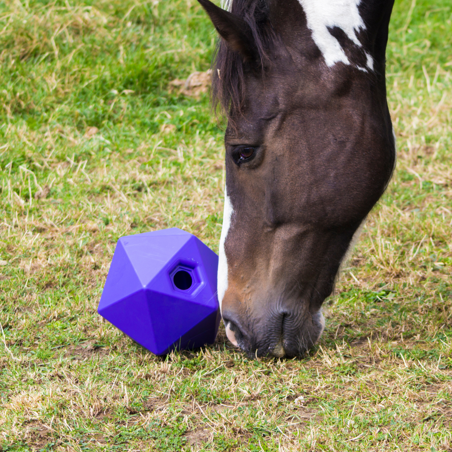 Equine - Accessories