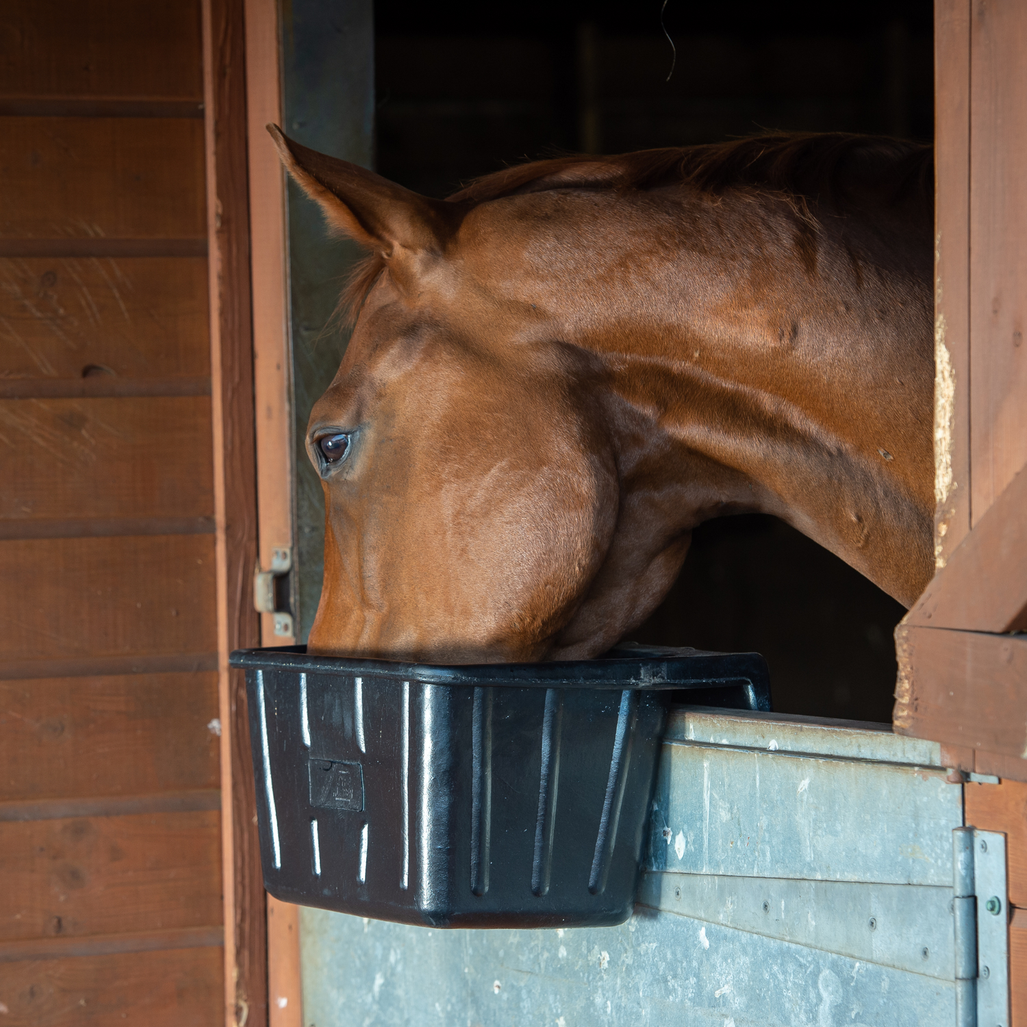Equine - Tyre Rubber™