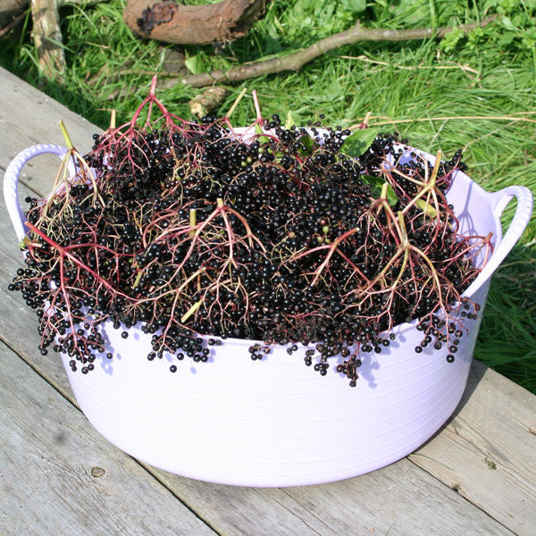 Mini Shallow Gorilla Tub® 5L